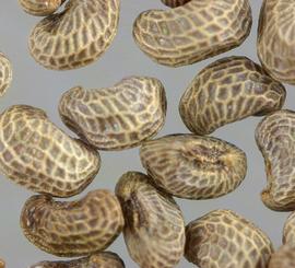   Seeds:   Papaver argemone ; Photo by M. Storey, BioImages
